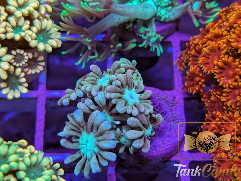 TC Big League Goni WYSIWYG GE8