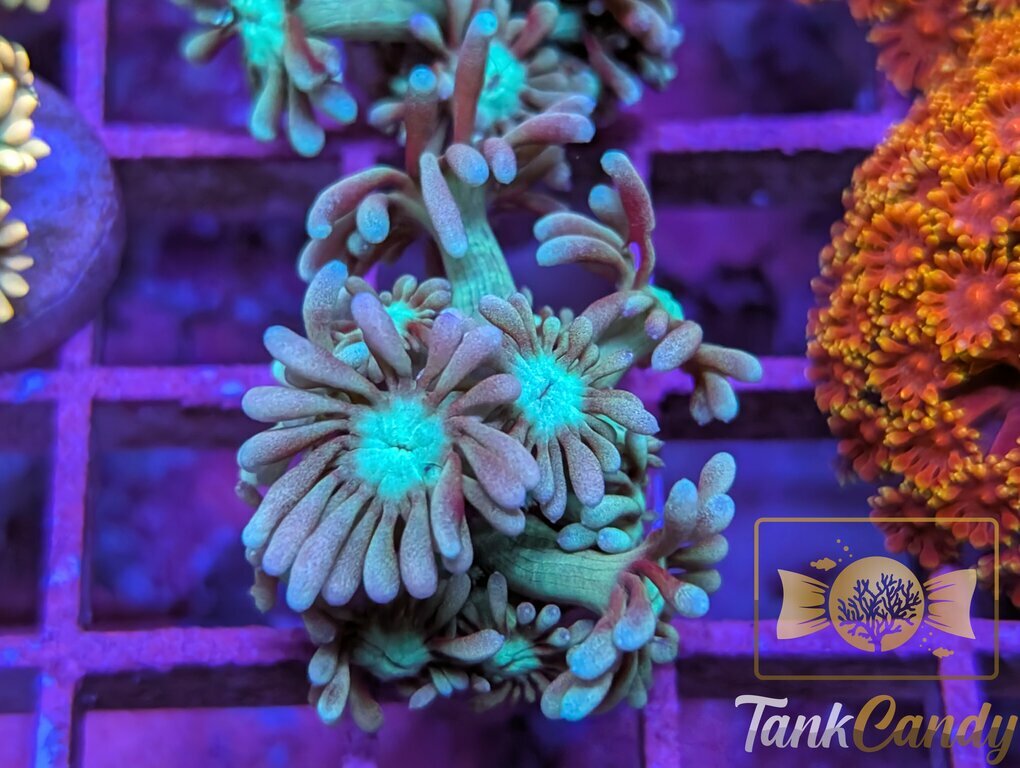 TC Big League Goni WYSIWYG GE10