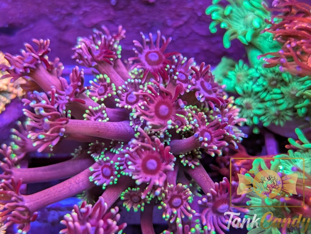 RAS Red Light District Goni XL WYSIWYG GH1