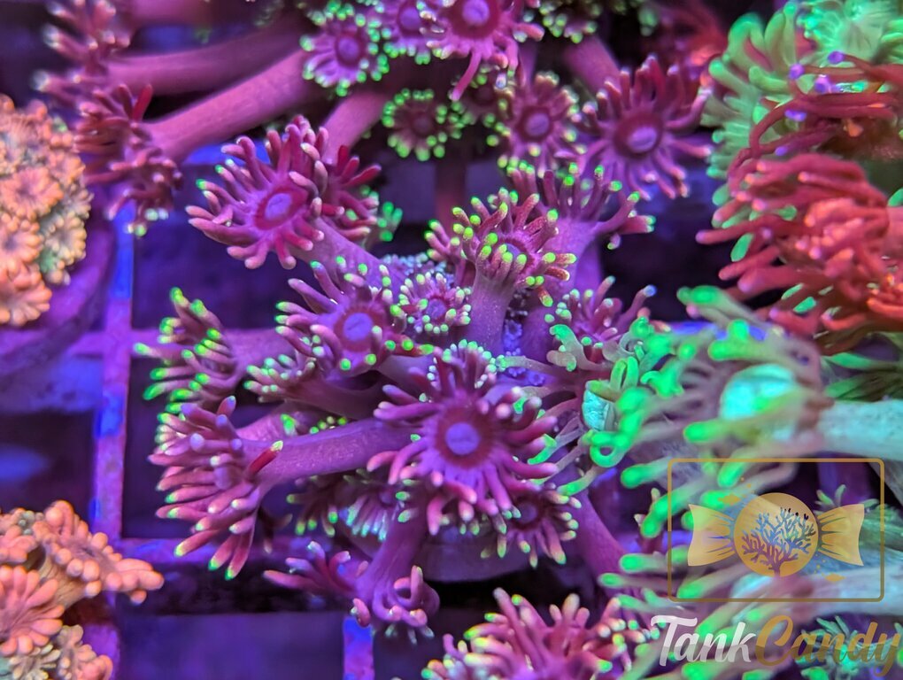 RAS Red Light District Goni WYSIWYG GH2