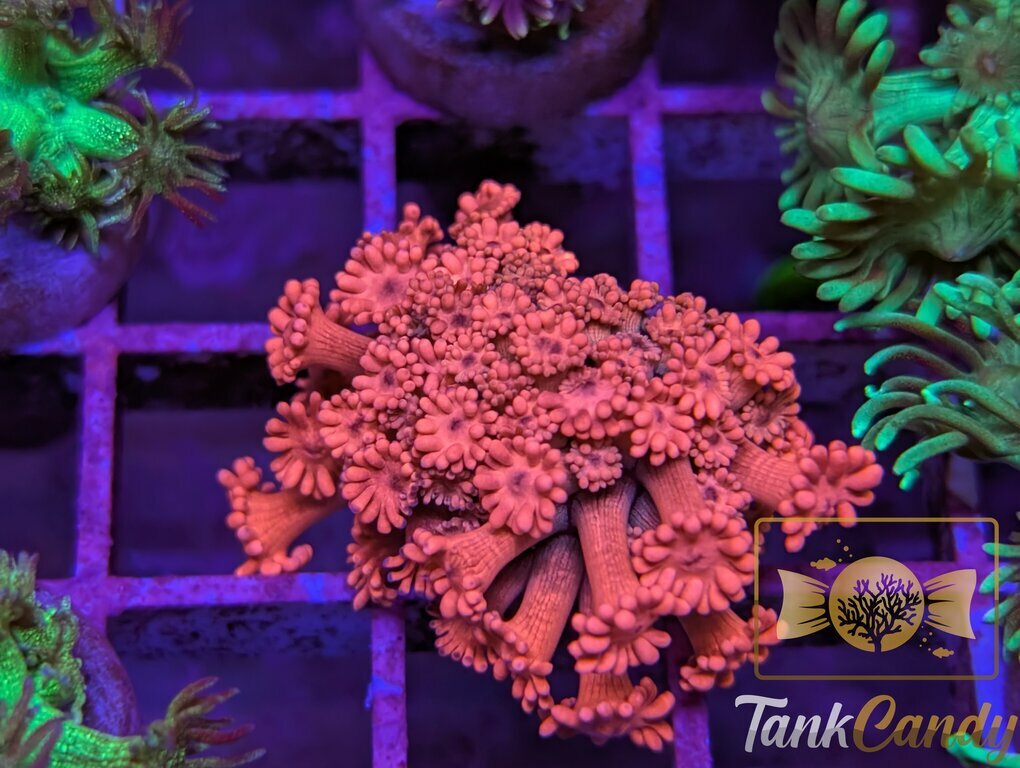 SBB Treasure Chest Chunk Goni WYSIWYG GH5