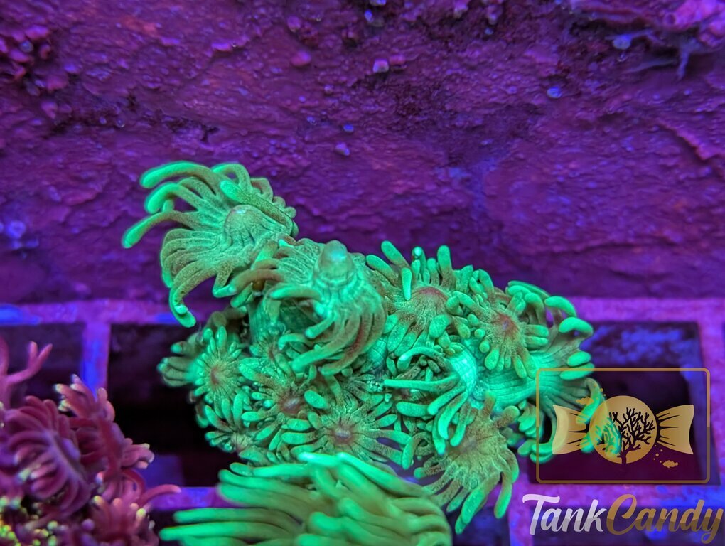 TC Mistletoe Goni WYSIWYG GI1