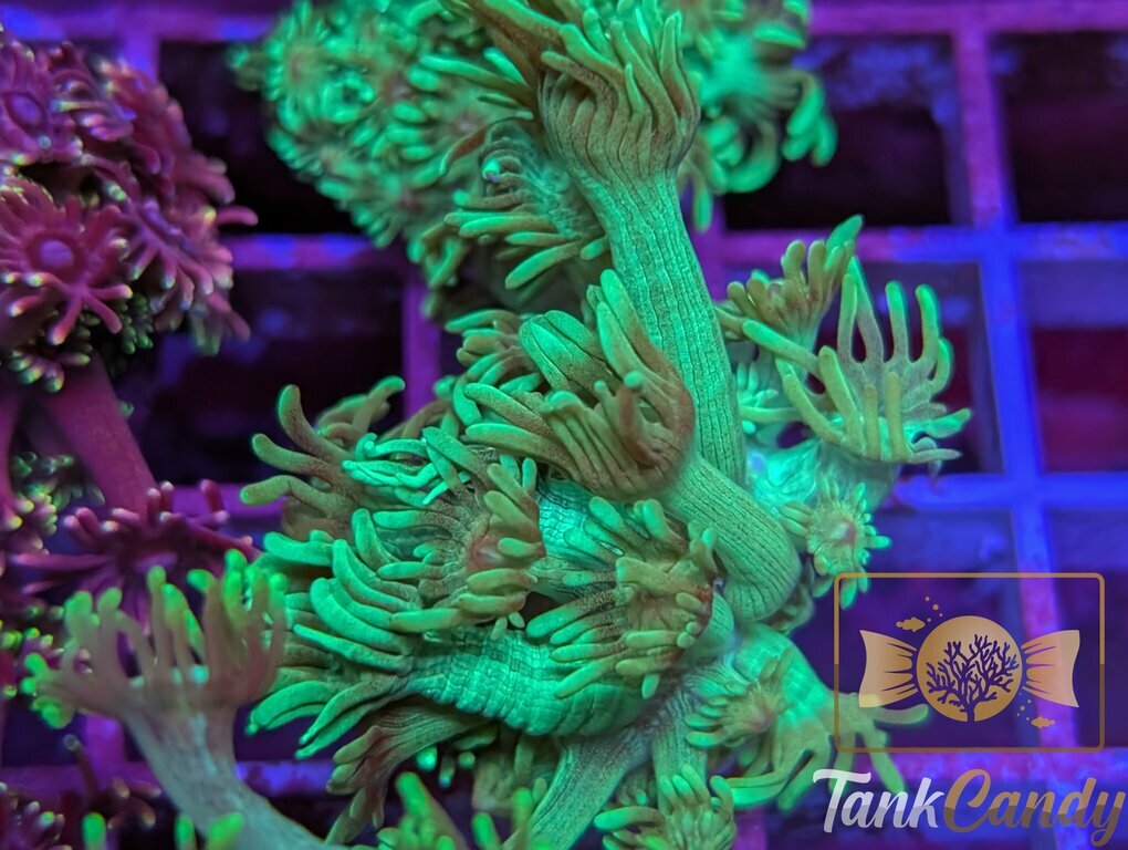 TC Mistletoe Goni WYSIWYG GI2