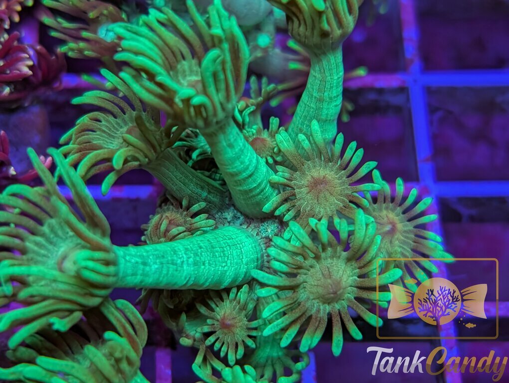 TC Mistletoe Goni WYSIWYG GI3