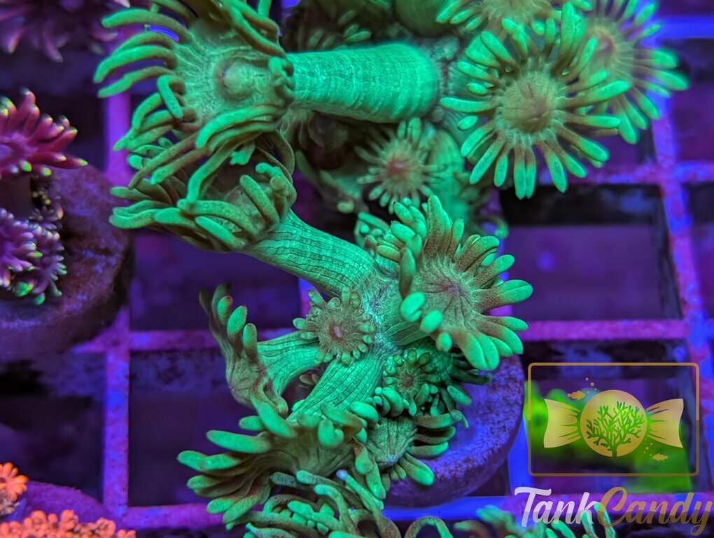 TC Mistletoe Goni WYSIWYG GI4