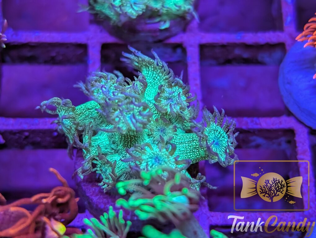 TC Thin Mint Glitter Goni WYSIWYG GE4