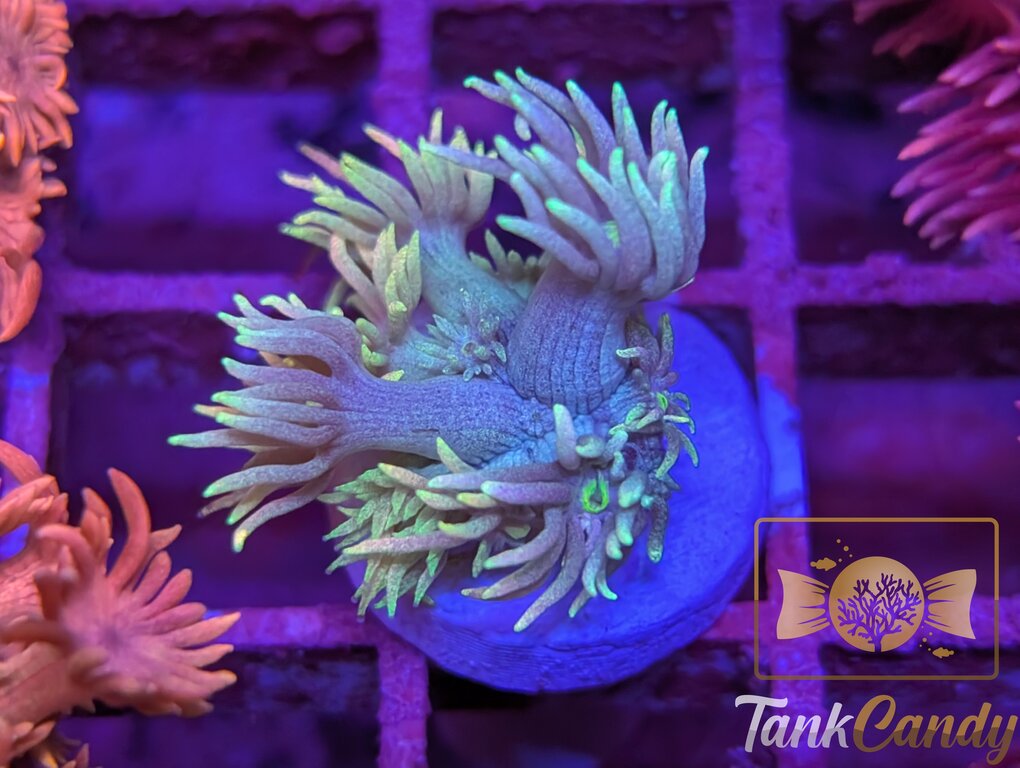 TC Cosmic Rainbow Goni WYSIWYG GH1
