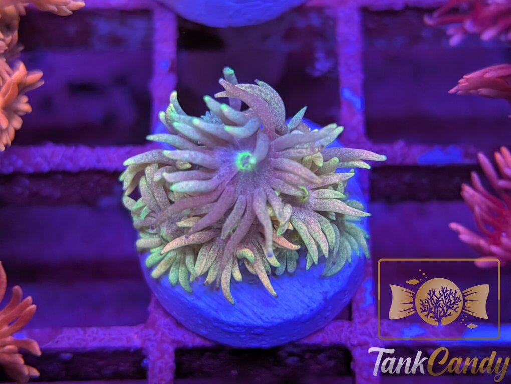 TC Cosmic Rainbow Goni WYSIWYG GH2