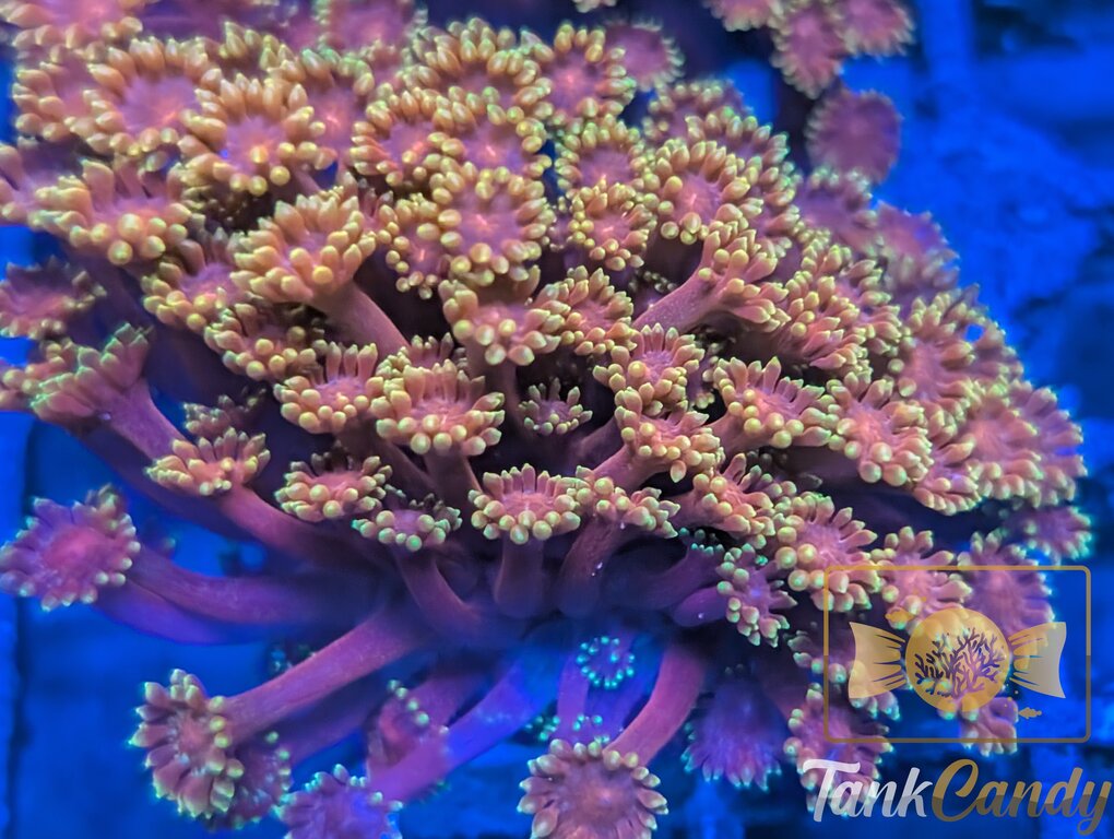 BLA Crown of Thorns Bernard WYSIWYG GK1