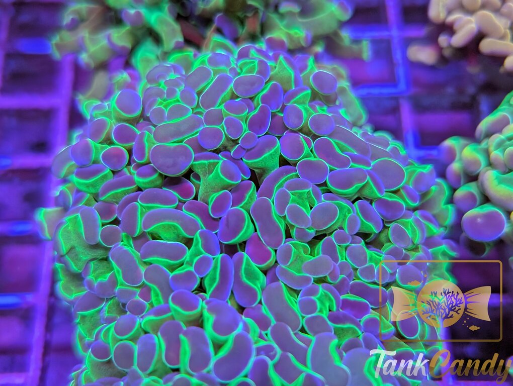 Hulk Hologram Hammer Double WYSIWYG HA4