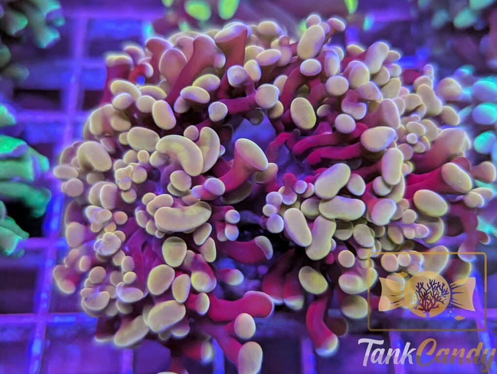 TC Sakura Branching Hammer Triple WYSIWYG HB2