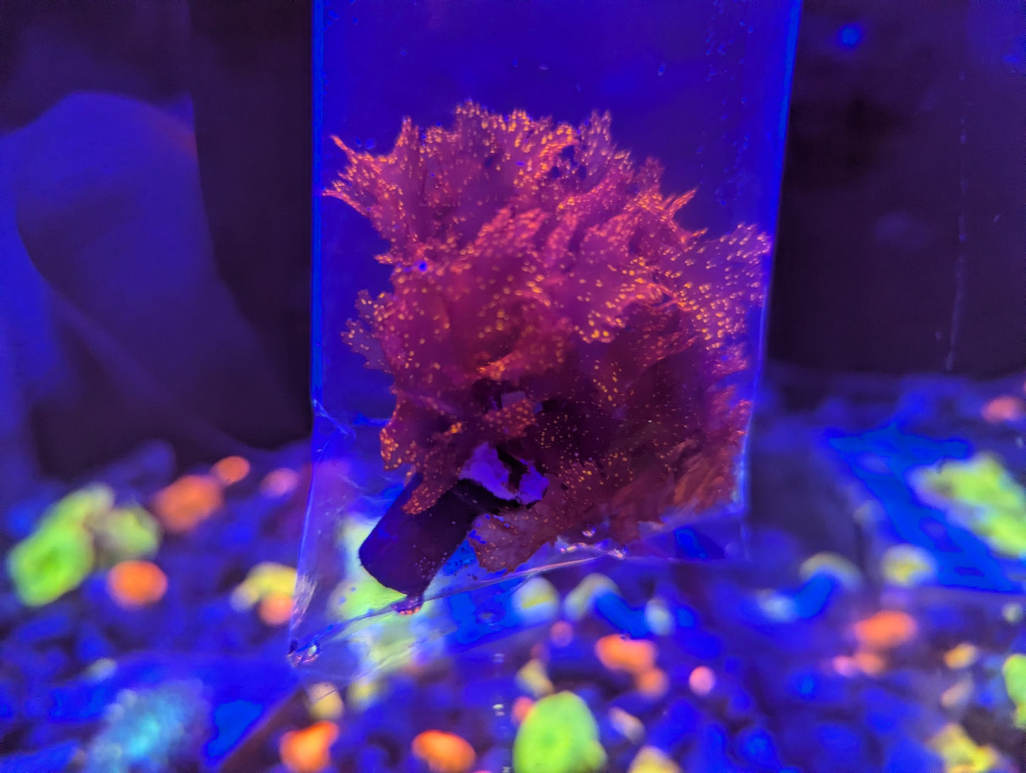 Atomic Broccoli (Glitter) Macroalgae