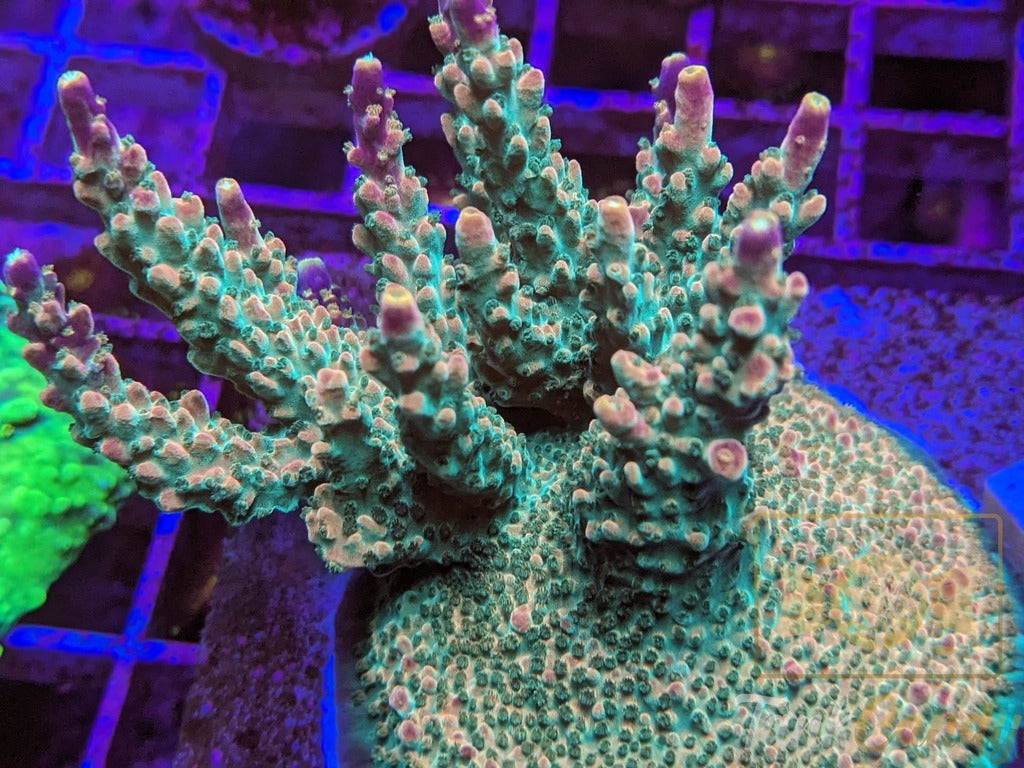 BC Bubblebath Unicorn