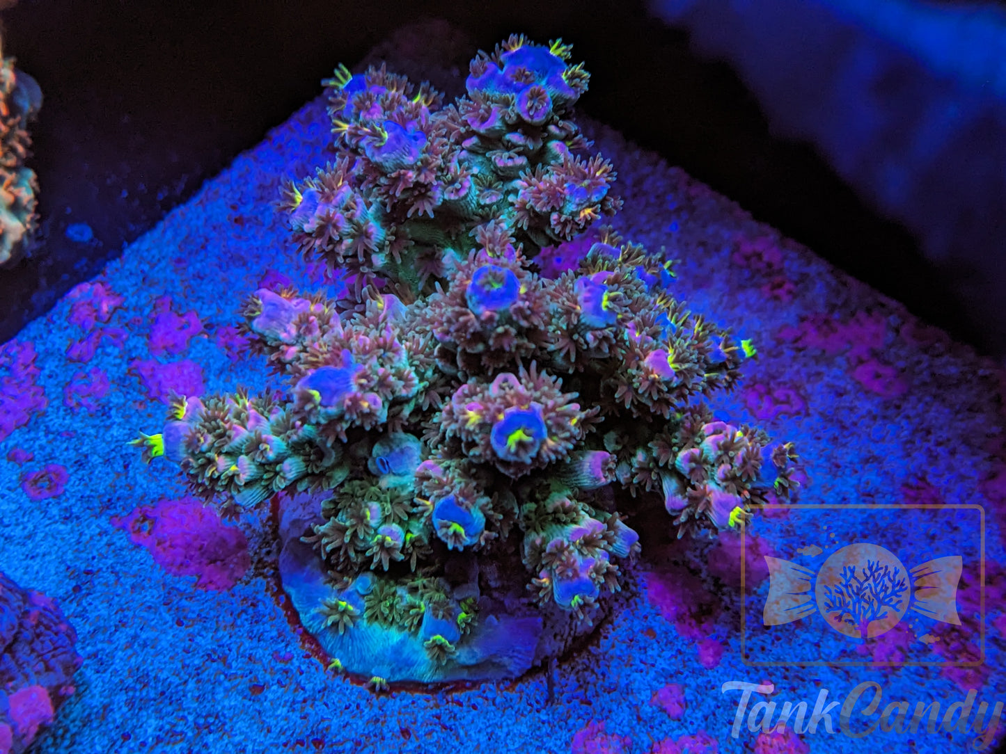 TC Late Nights Tenuis