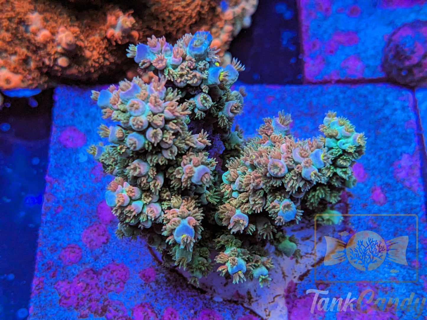 TC Cherry Poppins Tenuis