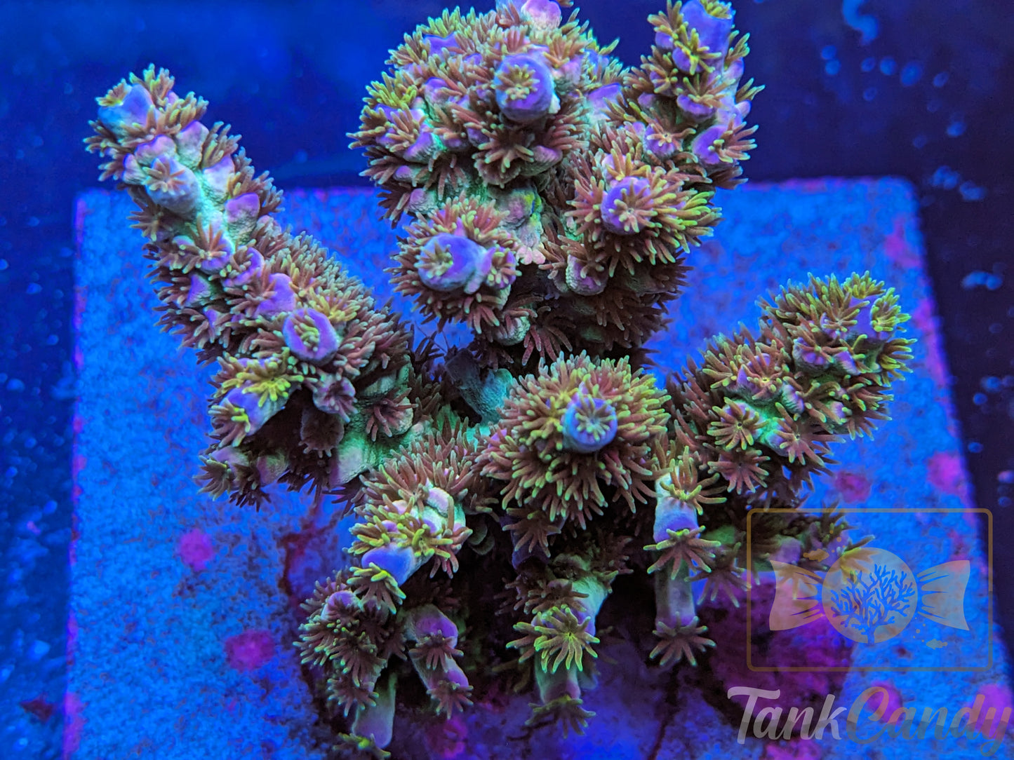 TC Color of Space Tenuis