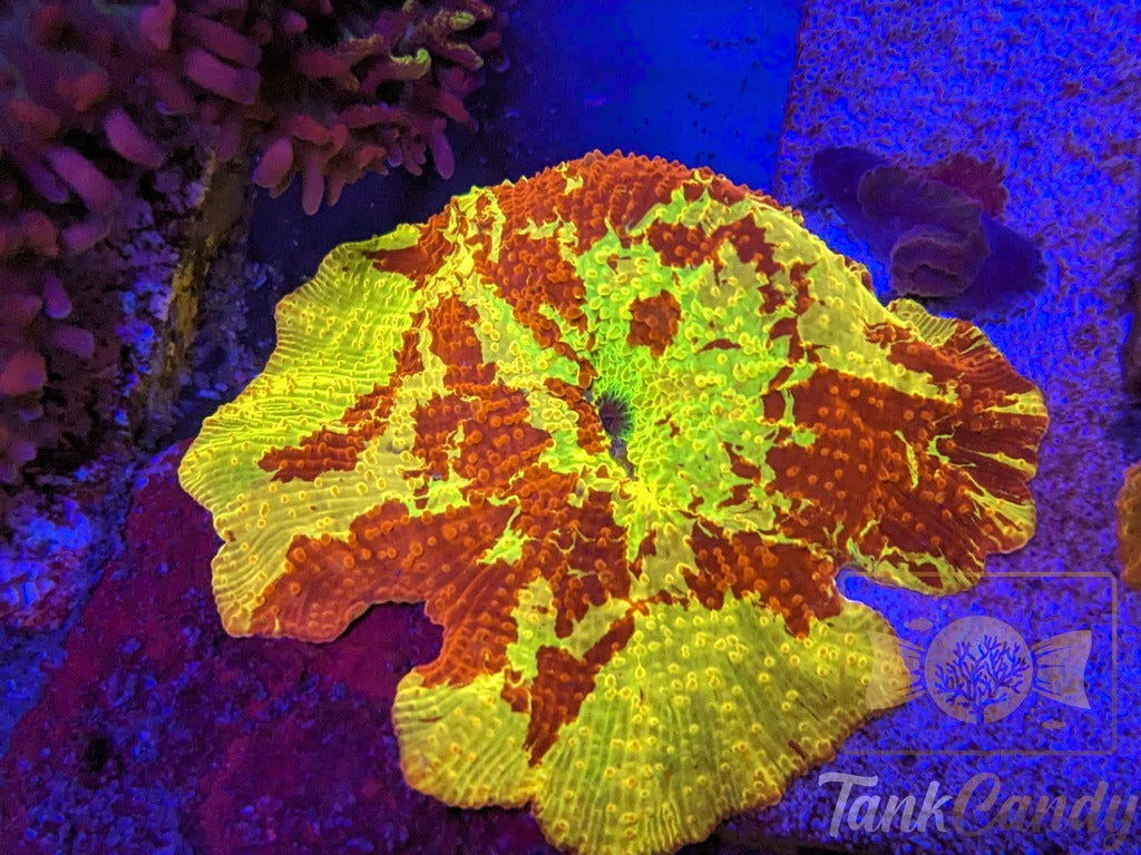 Electus Mushroom Mother