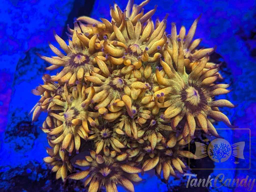 UC Amazeballs Goni MUST