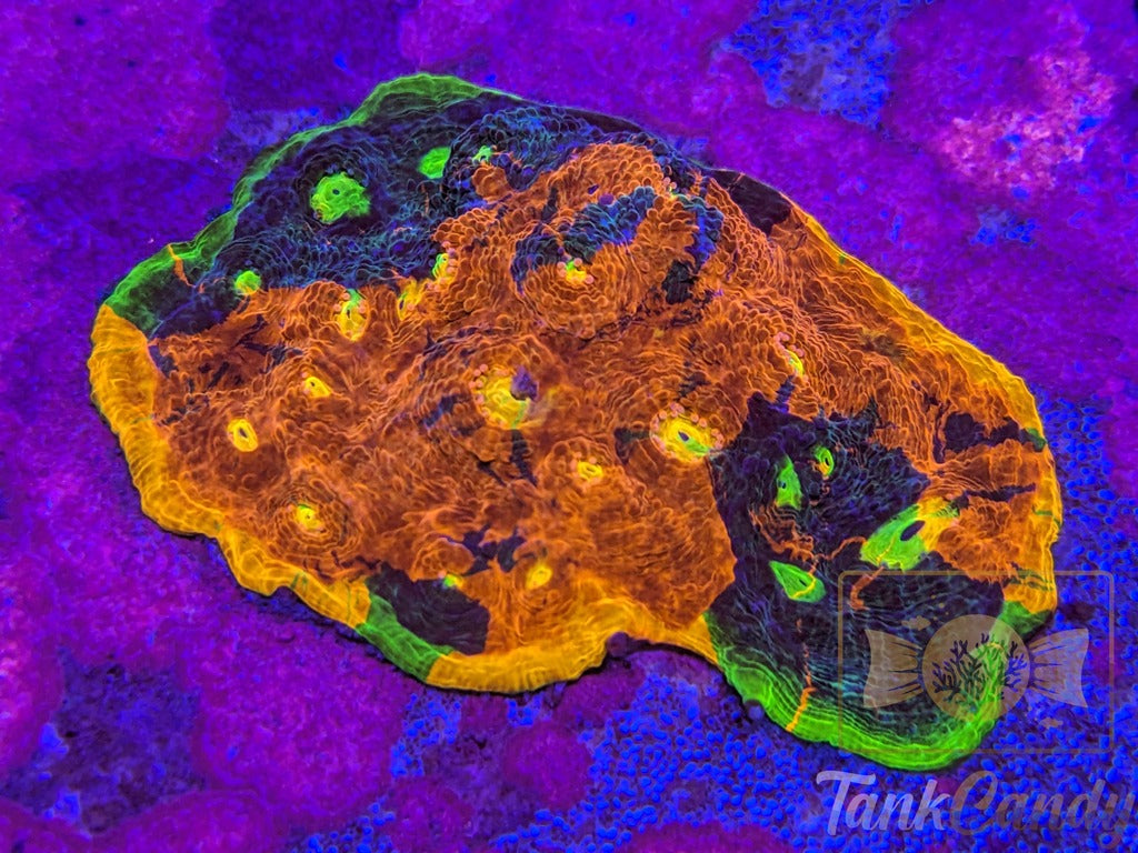 WWC Jellybean Rainbow Chalice