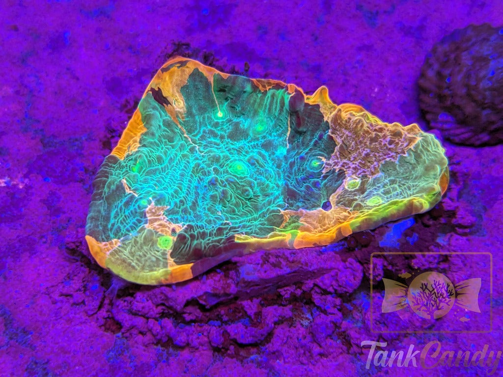 TankCandy Picasso Rainbow Chalice MUST