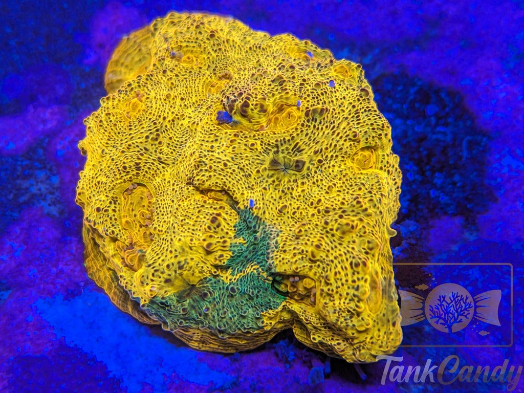 TankCandy Creamsicle Chalice