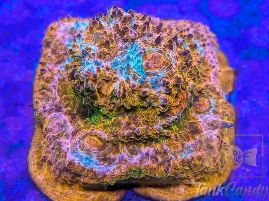 TankCandy Blue Plasma Chalice