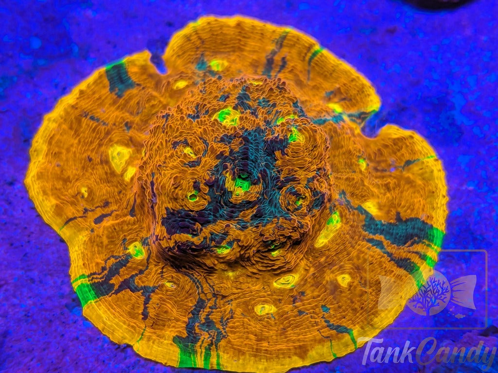 TCK Two Face Rainbow Chalice