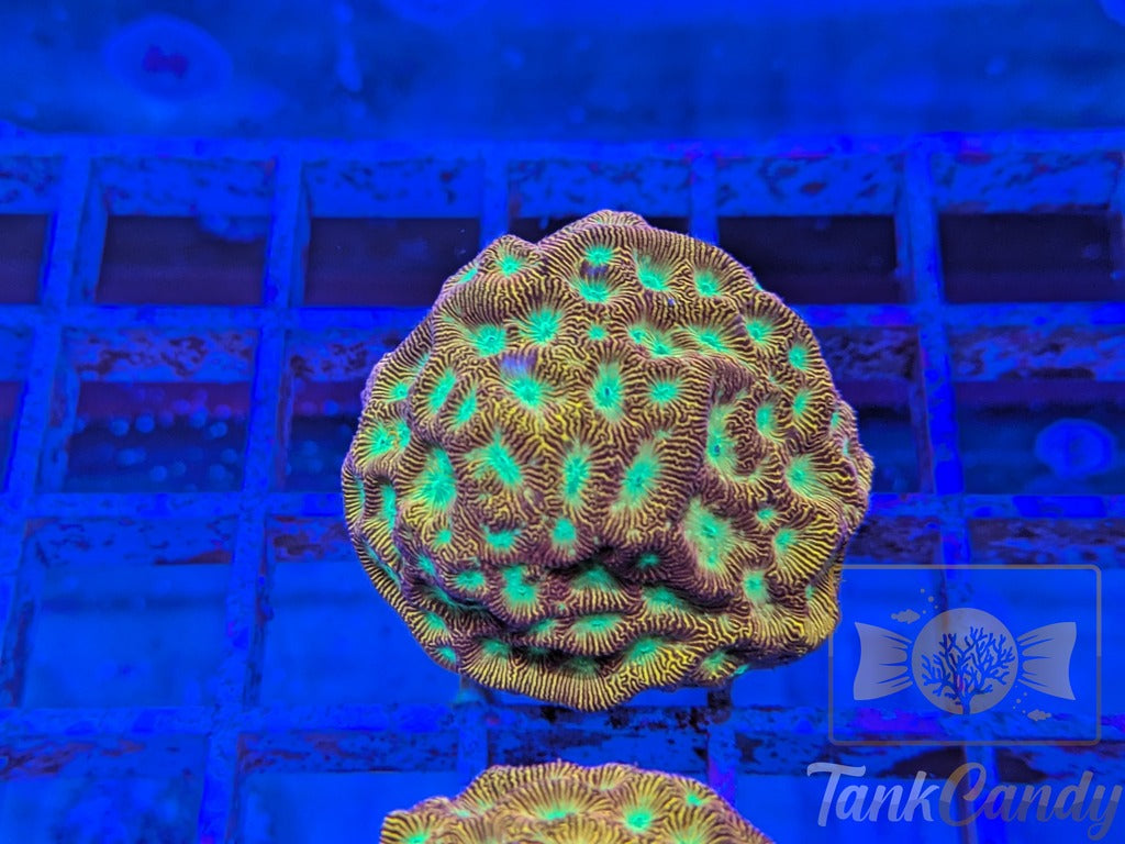 JF Jack-O-Lantern Leptoseris LB1