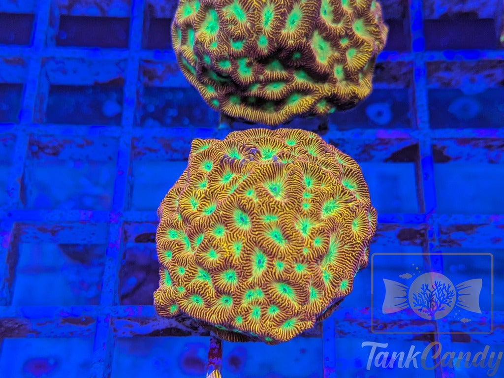 JF Jack-O-Lantern Leptoseris LB2