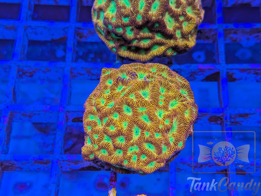 JF Jack-O-Lantern Leptoseris LB3