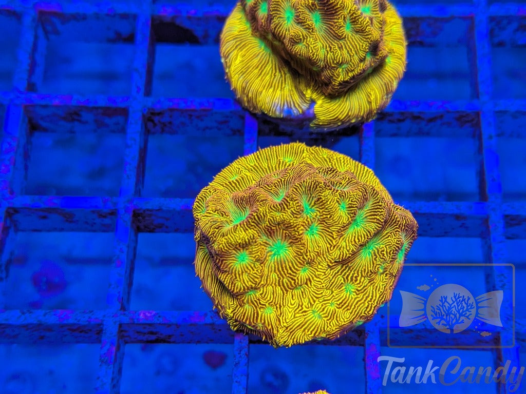 JF Jack-O-Lantern Leptoseris LB6