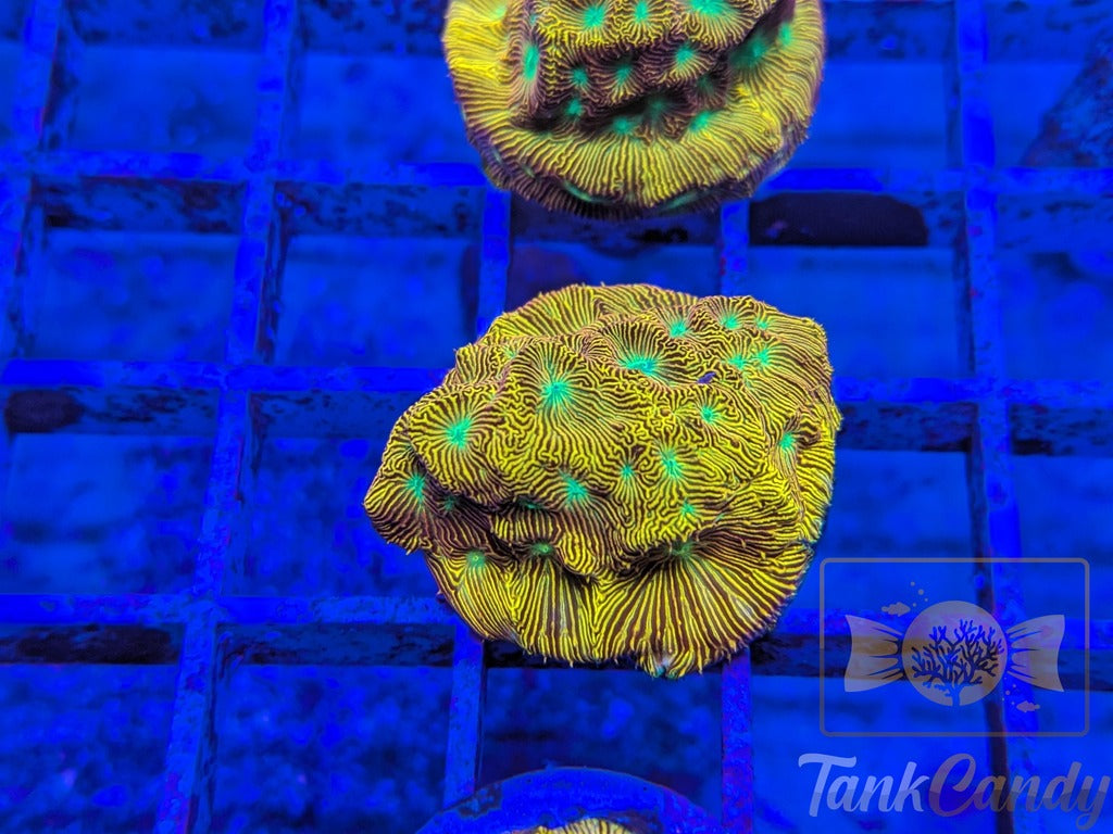 JF Jack-O-Lantern Leptoseris LB8