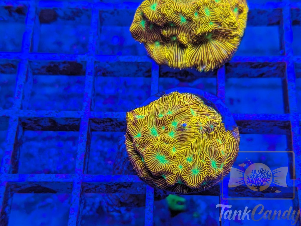 JF Jack-O-Lantern Leptoseris LB9