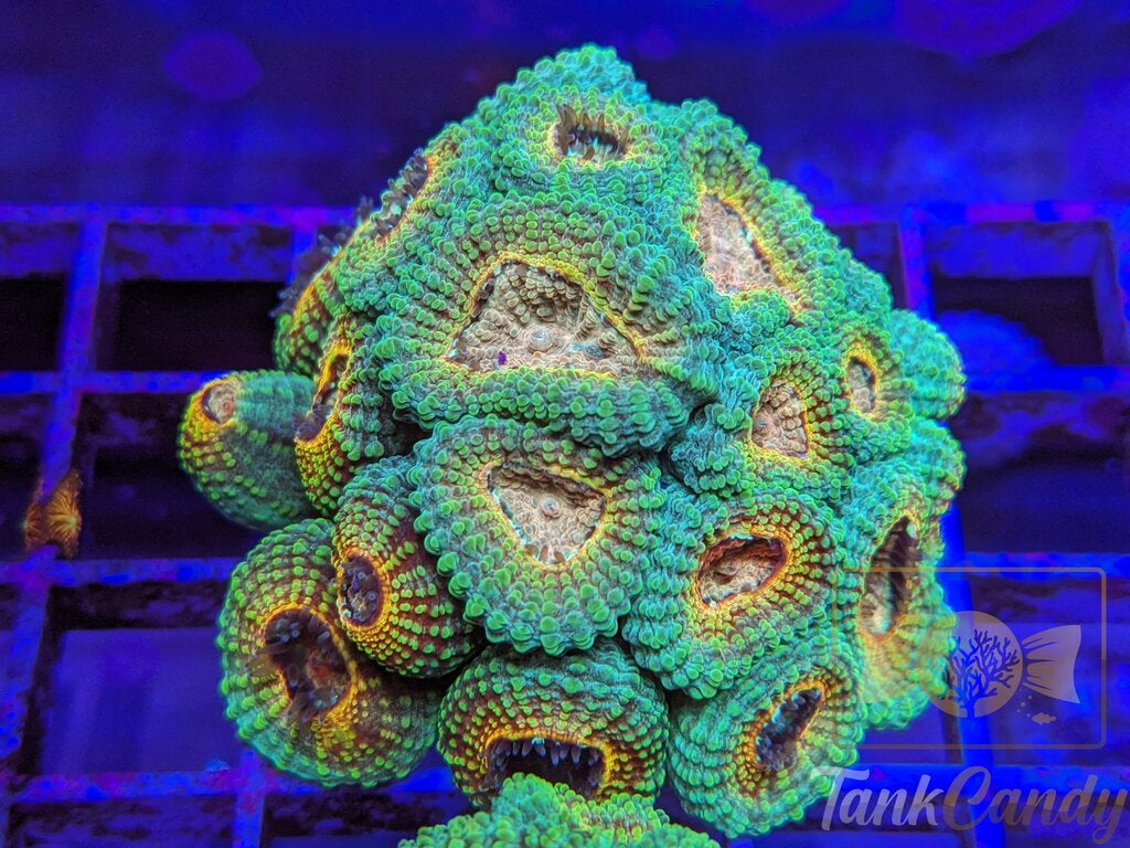 TC Trix Favia