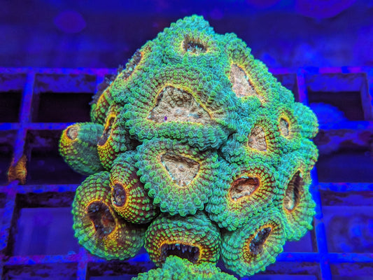 TC Trix Favia Colony WYSIWYG LC1