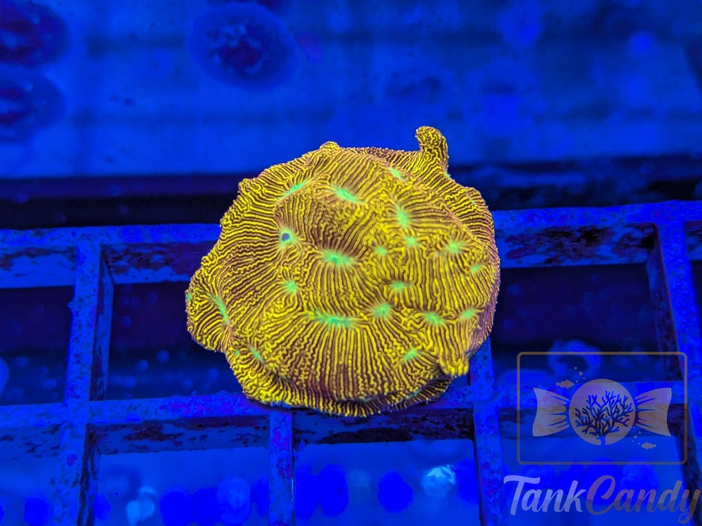 JF Jack-O-Lantern Leptoseris LB10