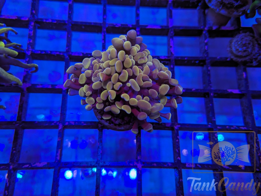 TC Orange Hammer Double WYSIWYG HA1