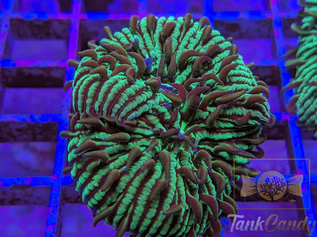 TankCandy Zebra Stripes Branching Fungia Plate WYSIWYG PA1
