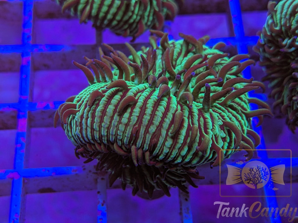 TankCandy Zebra Stripes Branching Fungia Plate WYSIWYG PA2