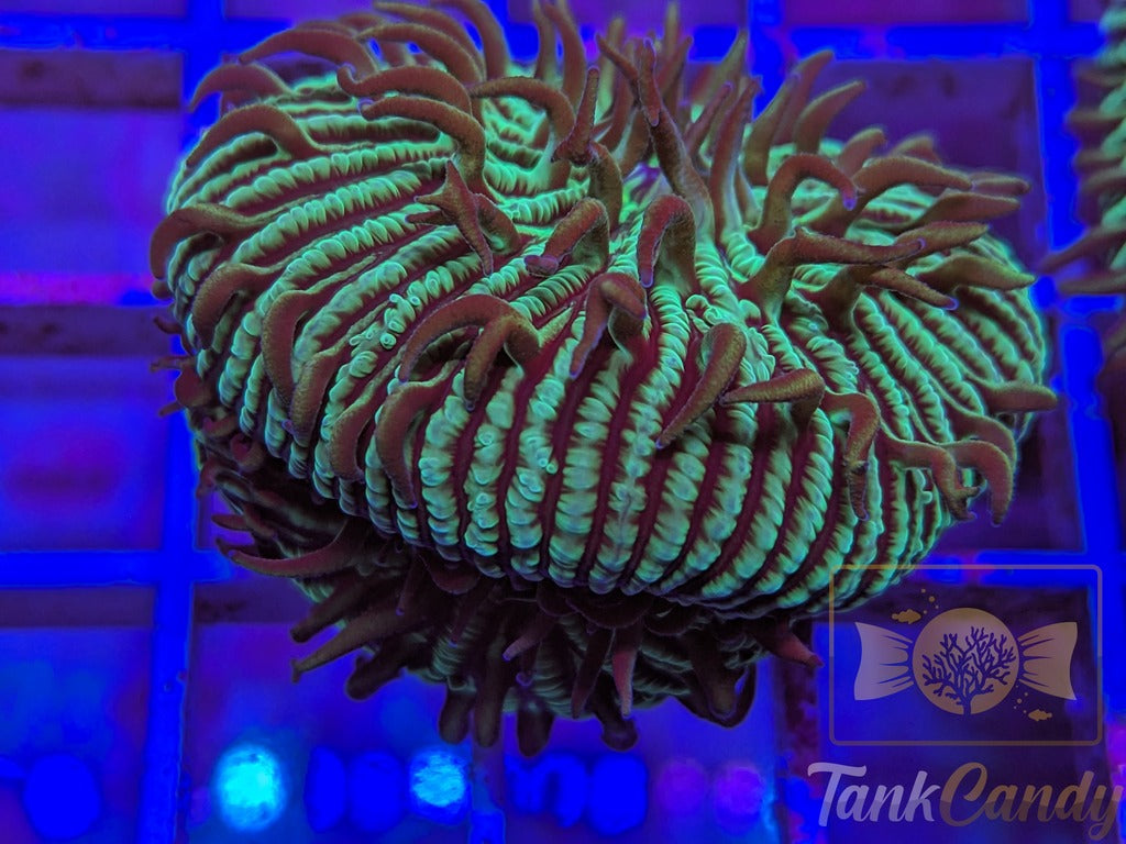 TankCandy Zebra Stripes Branching Fungia Plate WYSIWYG PA3