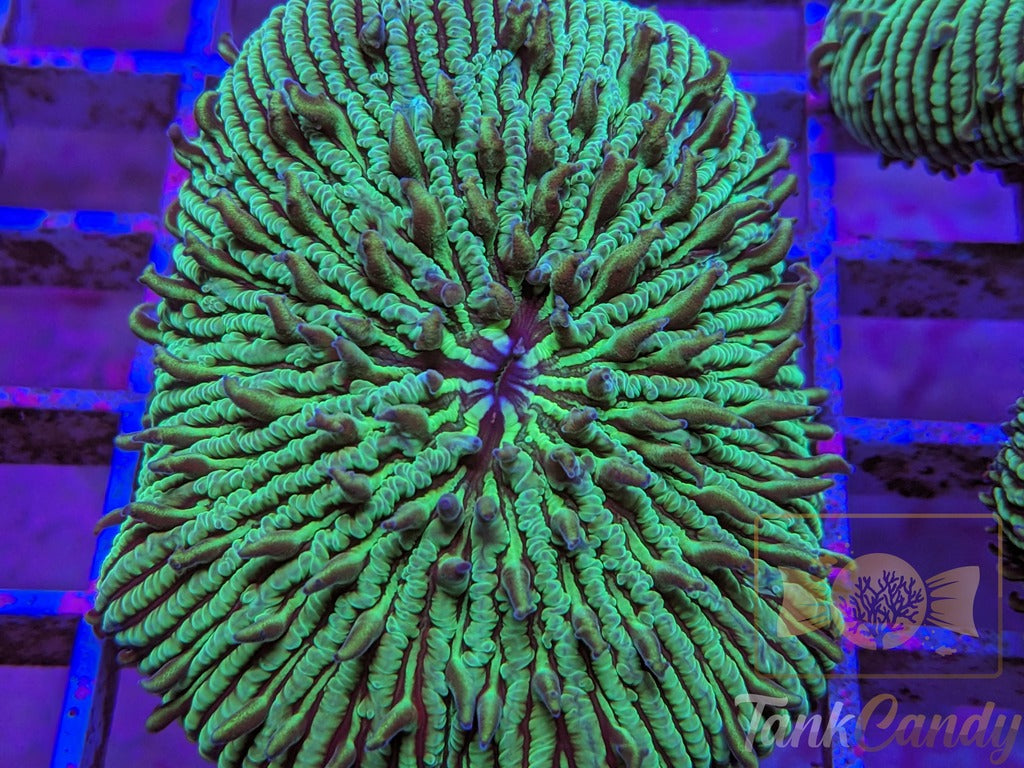 TankCandy Zebra Stripes Branching Fungia Plate WYSIWYG PB1