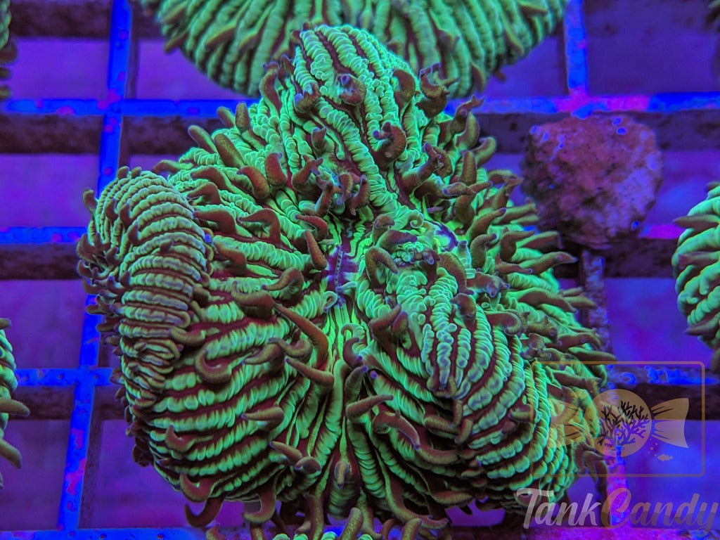 TankCandy Zebra Stripes Branching Fungia Plate WYSIWYG PB2