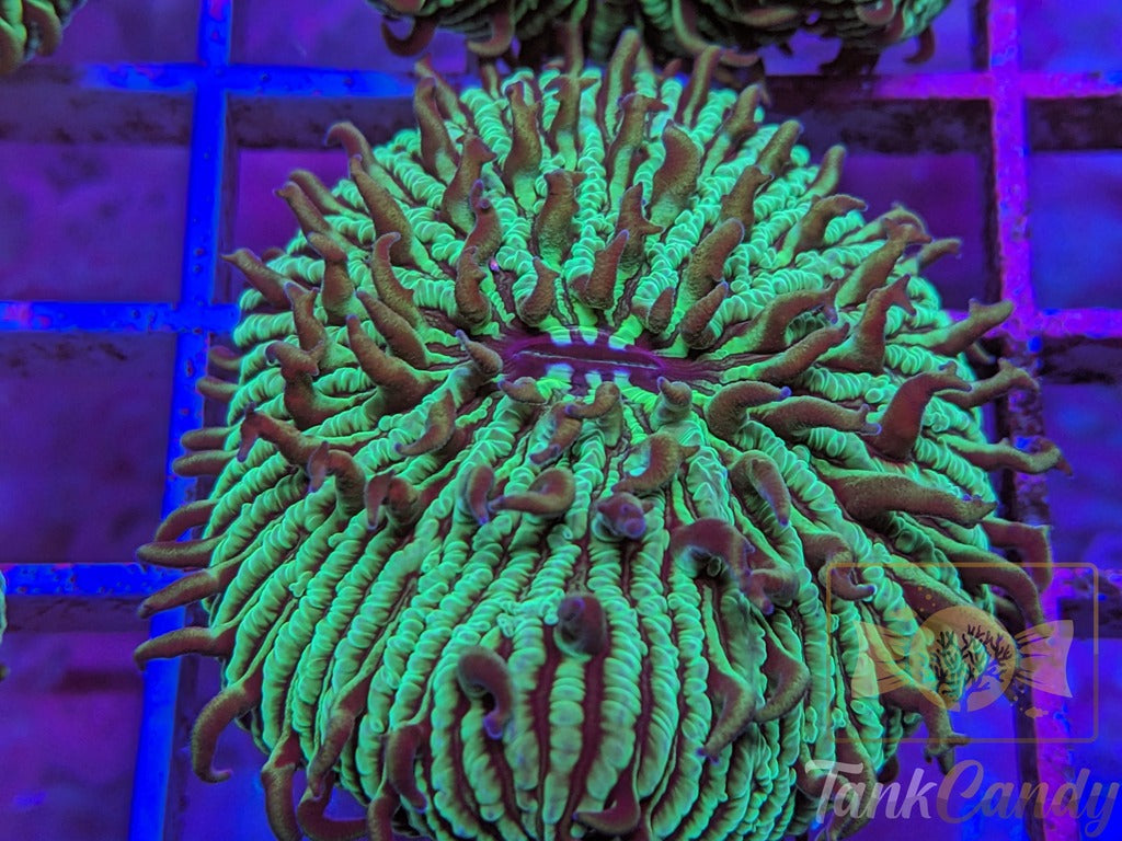 TankCandy Zebra Stripes Branching Fungia Plate WYSIWYG PB3