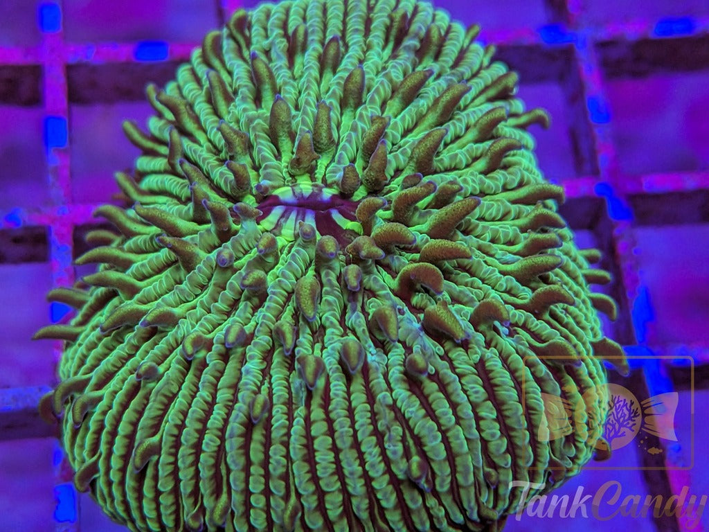 TankCandy Zebra Stripes Branching Fungia Plate WYSIWYG PC1