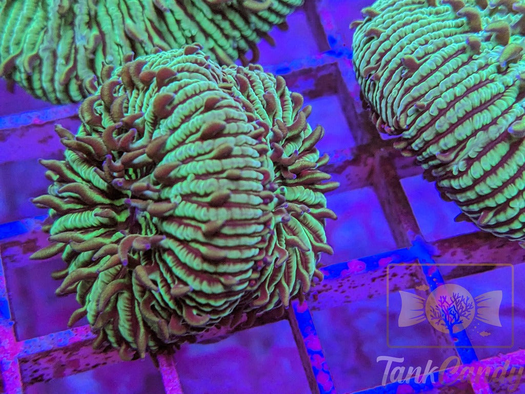 TankCandy Zebra Stripes Branching Fungia Plate WYSIWYG PC2