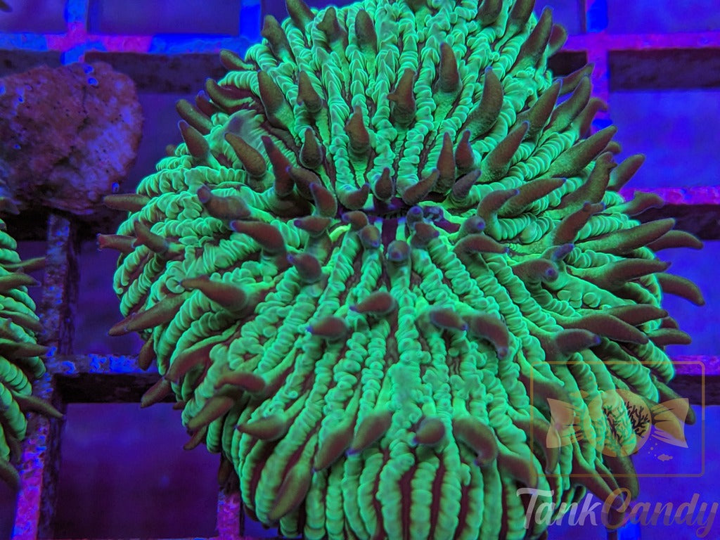 TankCandy Zebra Stripes Branching Fungia Plate WYSIWYG PC3