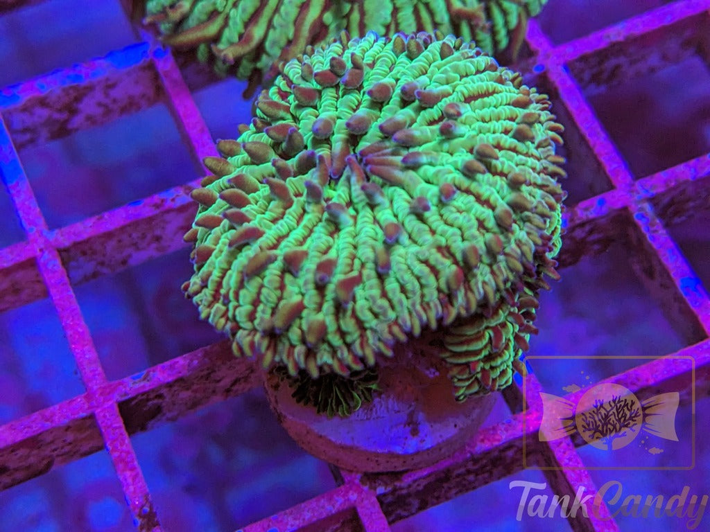 TankCandy Zebra Stripes Branching Fungia Plate WYSIWYG PD1