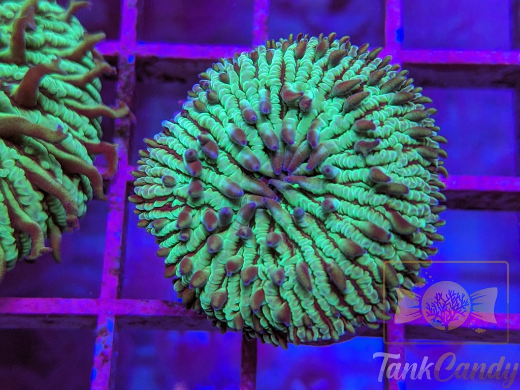 TankCandy Zebra Stripes Branching Fungia Plate WYSIWYG PD2
