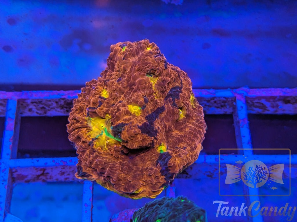 WWC Jelly Bean Rainbow Chalice Colony WYSIWYG CA1