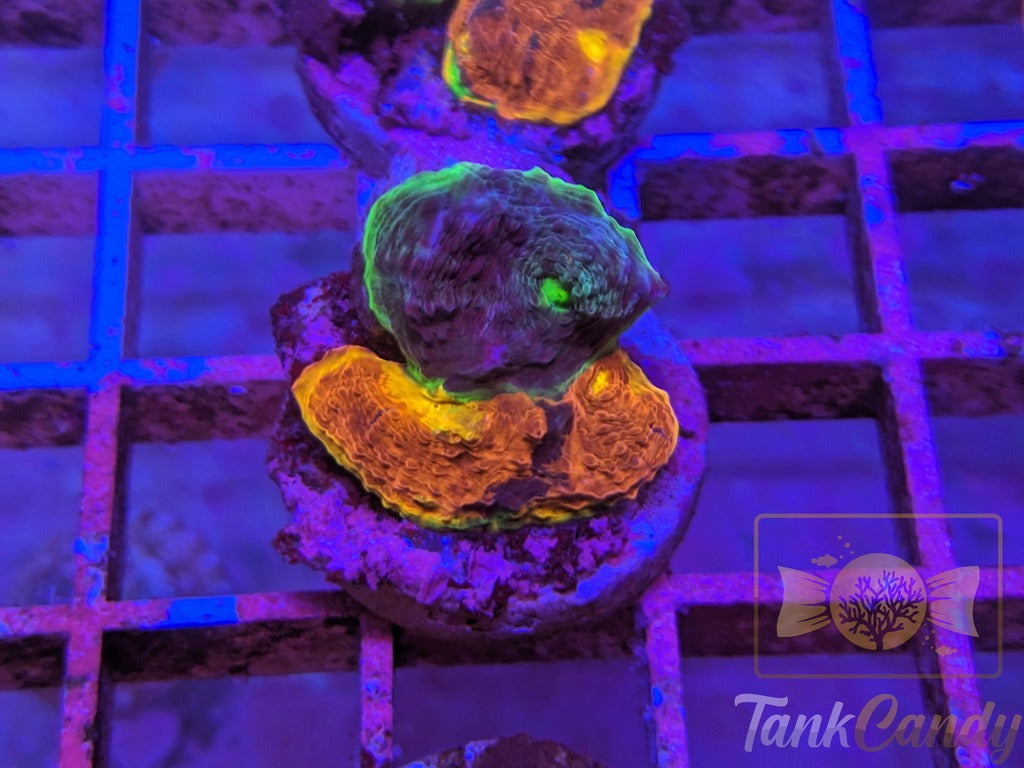 WWC Jelly Bean Rainbow Chalice Split WYSIWYG CA5